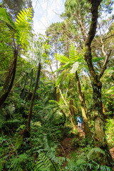 三原山の麓にあるヘゴの森のネイチャートレッキング。
ヘゴ科のシダ植物のヘゴ他の貴重な動植物が観察できる。

航路の終点、太平洋の大きな孤島、八丈島。
東京都伊豆諸島。
2020年撮影。


Nature trekking in the hego forest at the foot of Mt Miara.
Hego (Large spiny tree fern, Cyathea spinulos