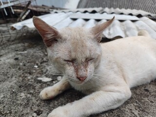Close up of white cat, Lazy cat sleeping on the floor