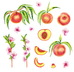Peaches watercolor illustration set. Clipart of ripe nectarines on branches and flowering twigs. Pieces of fruit on an isolated background.