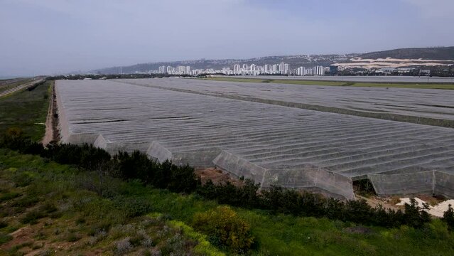 Cultivated Lands With Growing Organic Plants Near Moshav Megadim In Northern Israel. Aerial Drone Shot 
