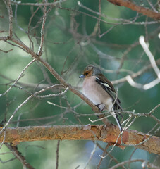 robin on a twig