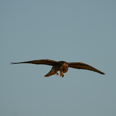 red tailed hawk