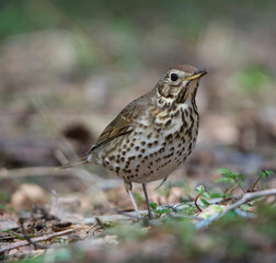 green winged blackbird