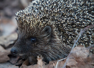hedgehog on the ground