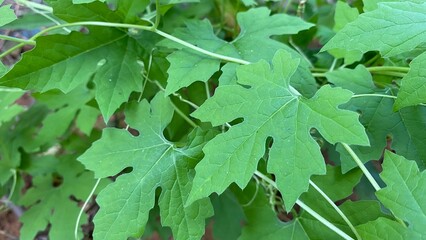 Green bitter melon leaves 