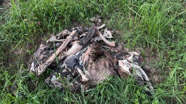 Here is grim looking picture. This poor deer was hit on the highway out in East Texas. The buzzards picked it part, then the ants, then it washed further down the ditch in the storm forming this pile.