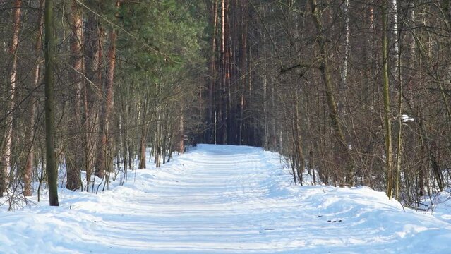 A road covered with trampled snow between bare trees. Sad winter landscape.