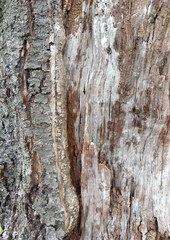 表皮の剥げた桜の古木の幹