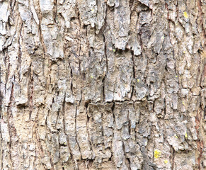 Bark on a tree as an abstract background. Texture