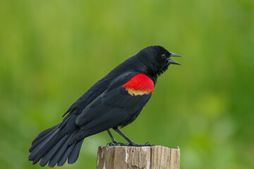 Red-winged blackbird sitting on a post