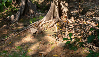 Large roots on a tropical tree in nature