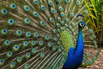 Naklejka premium Male Indian peafowl (Pavo cristatus) displaying