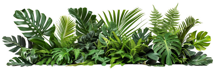 Beautiful composition with fern and other tropical leaves on white background. Banner design