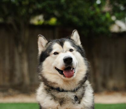 Alaskan Malamute portrait with a happy smile