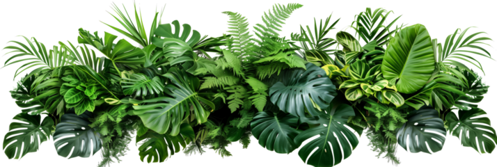 Tropical leaves foliage plant bush floral arrangement nature backdrop isolated on white background