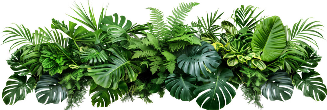 Tropical leaves foliage plant bush floral arrangement nature backdrop isolated on white background