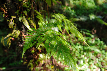 三原山の麓にあるヘゴの森のネイチャートレッキング。
ヘゴ科のシダ植物のヘゴ他の貴重な動植物が観察できる。

航路の終点、太平洋の大きな孤島、八丈島。
東京都伊豆諸島。
2020年撮影。


Nature trekking in the hego forest at the foot of Mt Miara.
Hego (Large spiny tree fern, Cyathea spinulos