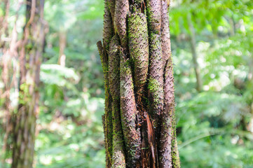 三原山の麓にあるヘゴの森のネイチャートレッキング。
ヘゴ科のシダ植物のヘゴ他の貴重な動植物が観察できる。

航路の終点、太平洋の大きな孤島、八丈島。
東京都伊豆諸島。
2020年撮影。


Nature trekking in the hego forest at the foot of Mt Miara.
Hego (Large spiny tree fern, Cyathea spinulos