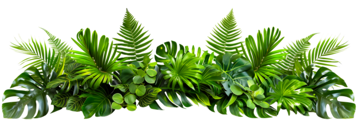 Tropical leaves foliage plant bush floral arrangement nature backdrop isolated on white background,