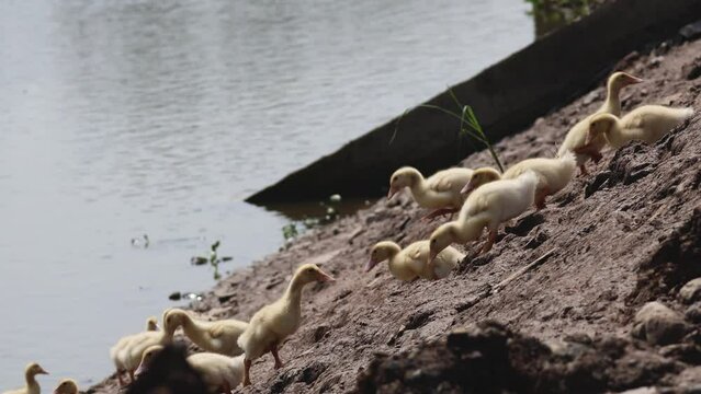 Ducklings Climbing Up a Slope