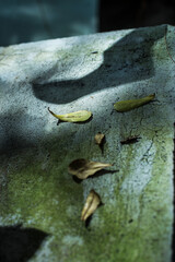 Flowers and leaves against the sun will be more beautiful, all magical from the rays of sunlight spreading across the forest