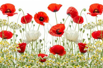 Vibrant Red and White Poppies in a Flourishing Meadow