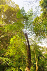 Obraz premium 三原山の麓にあるヘゴの森のネイチャートレッキング。 ヘゴ科のシダ植物のヘゴ他の貴重な動植物が観察できる。航路の終点、太平洋の大きな孤島、八丈島。 東京都伊豆諸島。 2020年撮影。Nature trekking in the hego forest at the foot of Mt Miara. Hego (Large spiny tree fern, Cyathea spinulos