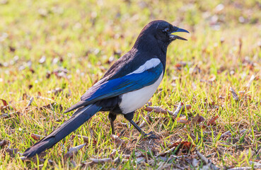 Eurasian magpie on the grass. common magpie, Pica pica