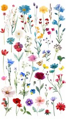 Beautiful Collection of Pressed Flowers and Plants