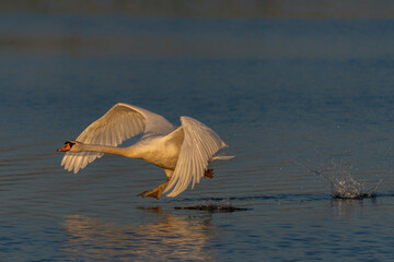 Beautiful Mute Swan (Cygnus olor) taking off from water at sunset. Gelderland in the Netherlands.      