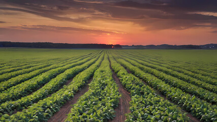Fototapeta na wymiar Soybean field at sunset