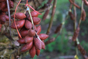 Salacca on tree. Sala Sumalee is a cultivar from Thailand. The snake fruits.