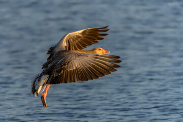 Greylag Goose (Anser anser) in flight. Landing on the water. Gelderland in the Netherlands.    