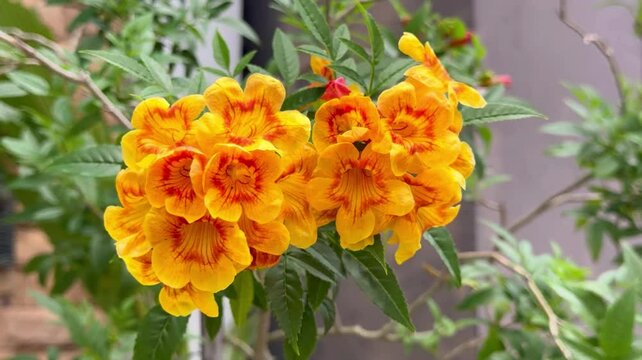 Hybrid trumpet flowers in the pot as an ornamental houseplant. Esperanza plant (Tecoma stans) has a yellow and orange blossom in the summer season.