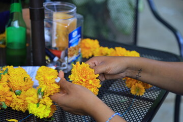 person holding flowers calendula mexico