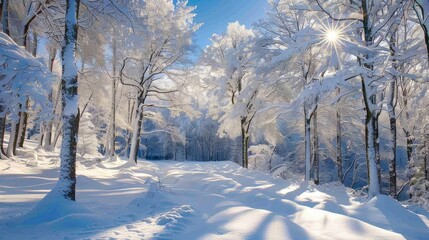Fototapeta premium Snow covered trees in the winter forest on a sunny day