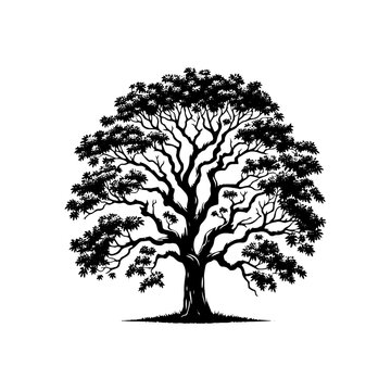 Shadows of the Grove: Black Vector Ash Tree Silhouette, Whispering Tales of Nature's Majesty- Ash Tree Illustration- Ash Tree Vector Stock.