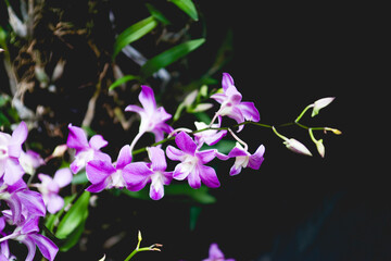 Close-up of purple orchids,
 Orchids seem intended for the solace of ordinary humanity, Close-up of...