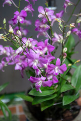 Close-up of purple orchids,
 Orchids seem intended for the solace of ordinary humanity, Close-up of pink orchids blooming outdoors,