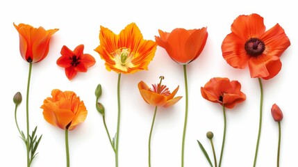 Fototapeta premium A vibrant collection of various meadow flowers, presenting unique shapes and colors, meticulously arranged on a stark white background to highlight their natural beauty.