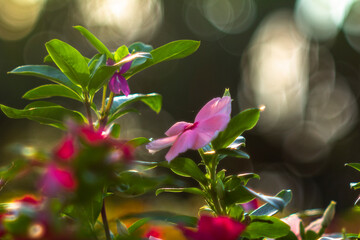 Madagascar periwinkle, old maid, pink periwinkle,Catharanthus roseus is a species of flowering...