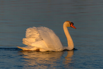 Beautiful Mute Swan (Cygnus olor) floating on water at sunset. Gelderland in the Netherlands.          