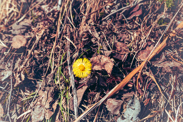 coltsfoot or tussilago farfara