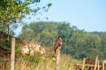 Buzzard sits on a fence post and looks towards the camera