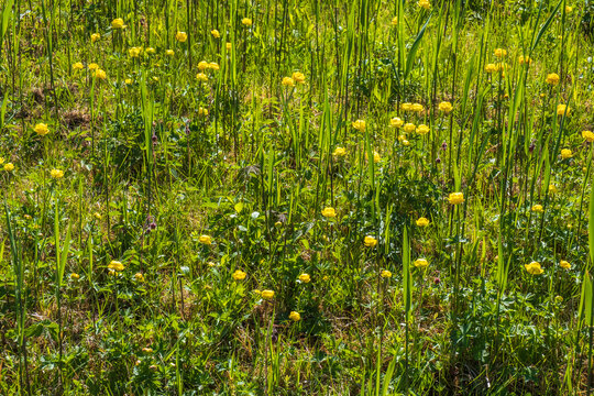 Flowering Globeflowers in sunshine on a meadow