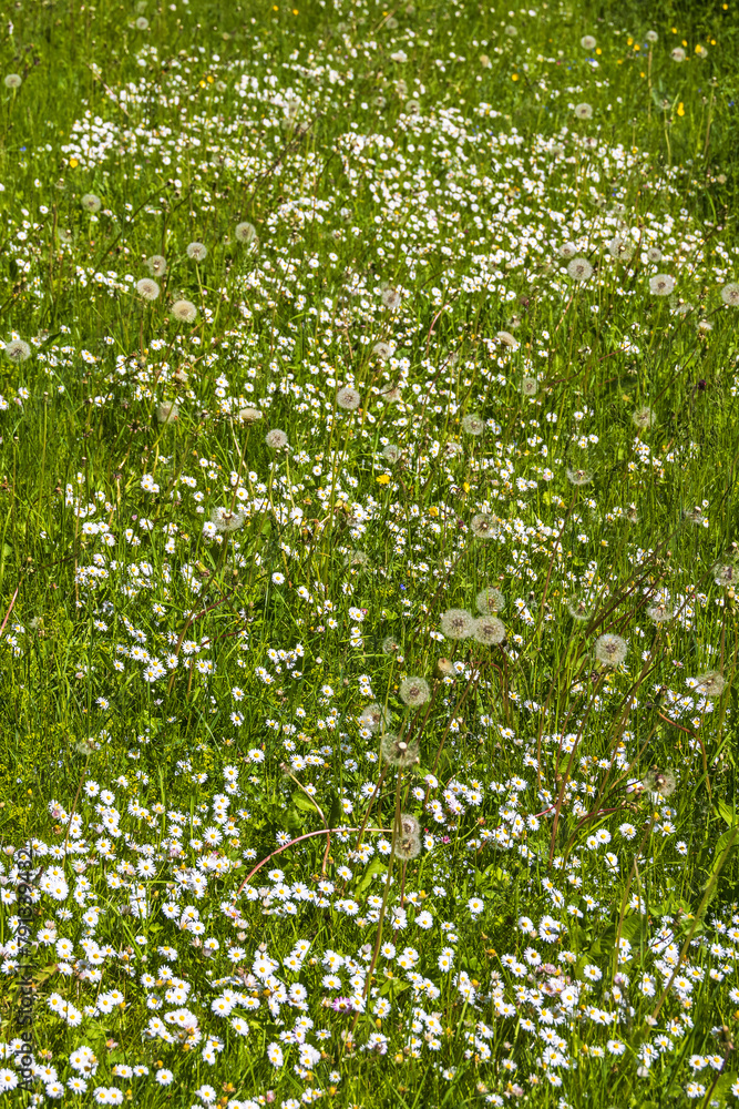 Canvas Prints Daisy flowers on a sunny meadow