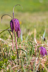 Close up at a Fritillaria flower on a sunny spring day - 791339404