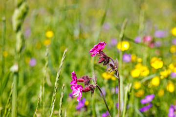 Flowering wild Clammy campion flowers on a meadow