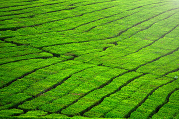 Aerial view of tea field
