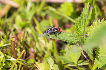 Flesh fly on a stinging nettle leaf - 791339430